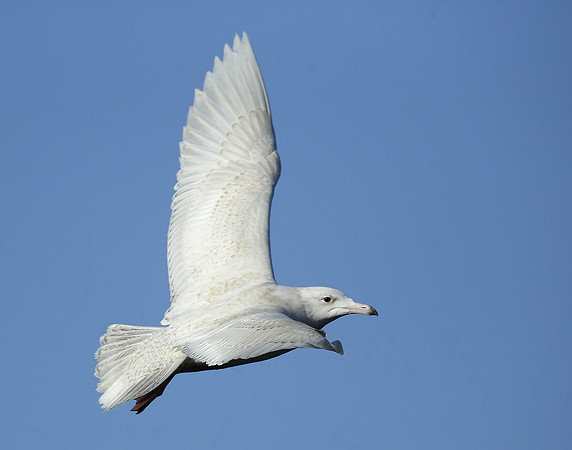 Glaucous Gull Larus hyperboreus