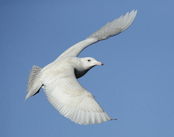 Glaucous Gull Larus hyperboreus