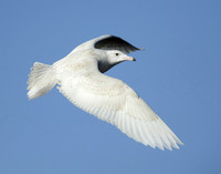 Glaucous Gull Larus hyperboreus