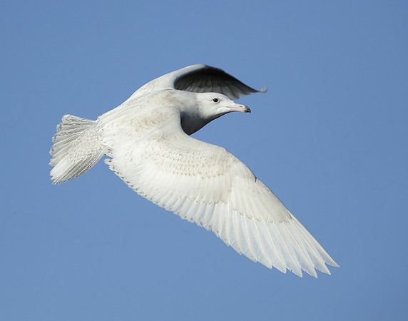Glaucous Gull Larus hyperboreus