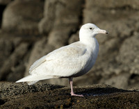 Glaucous Gull Larus hyperboreus