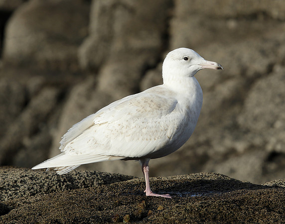 Glaucous Gull Larus hyperboreus