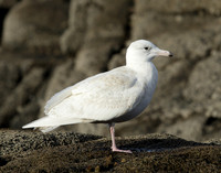 Glaucous Gull Larus hyperboreus