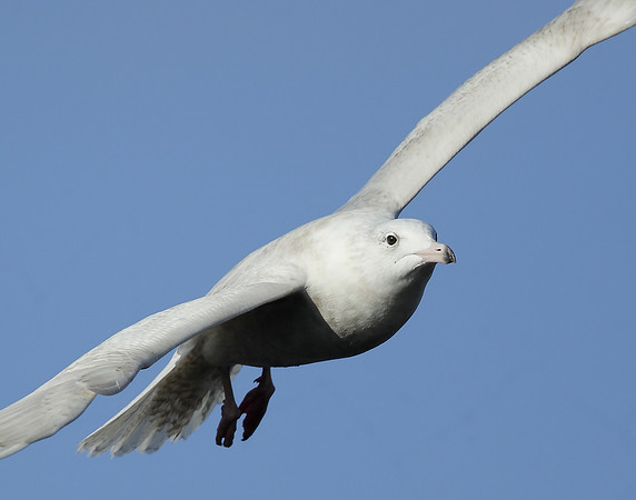 Glaucous Gull Larus hyperboreus