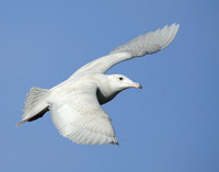 Glaucous Gull Larus hyperboreus