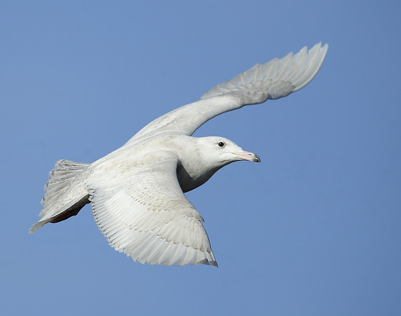 Glaucous Gull Larus hyperboreus