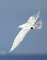 Glaucous Gull Larus hyperboreus