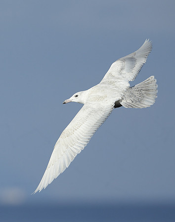 Glaucous Gull Larus hyperboreus