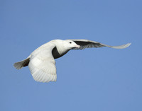 Glaucous Gull Larus hyperboreus