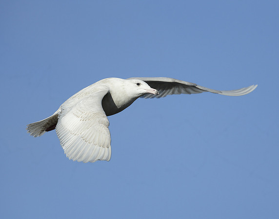 Glaucous Gull Larus hyperboreus