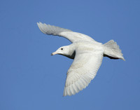 Glaucous Gull Larus hyperboreus