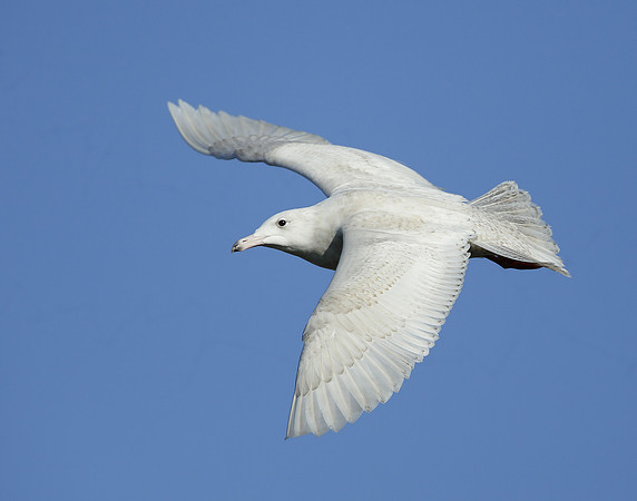 Glaucous Gull Larus hyperboreus