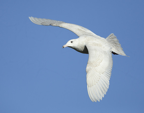 Glaucous Gull Larus hyperboreus