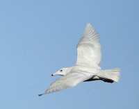 Glaucous Gull Larus hyperboreus