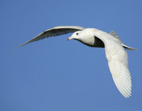 Glaucous Gull Larus hyperboreus