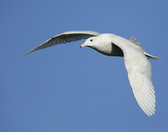 Glaucous Gull Larus hyperboreus