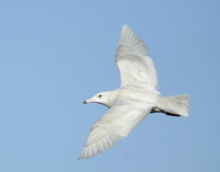 Glaucous Gull Larus hyperboreus