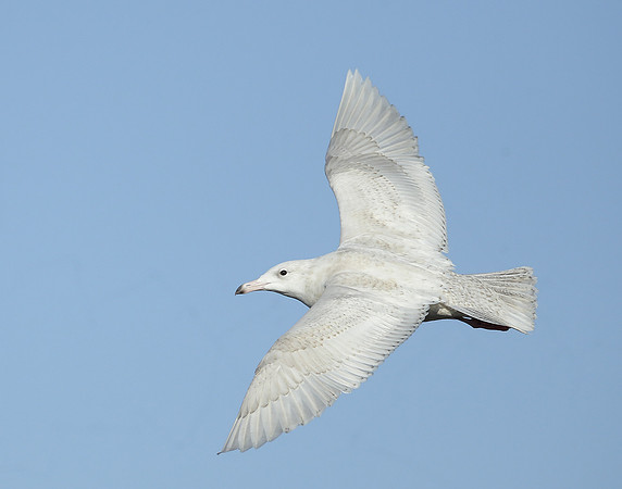 Glaucous Gull Larus hyperboreus