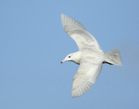 Glaucous Gull Larus hyperboreus
