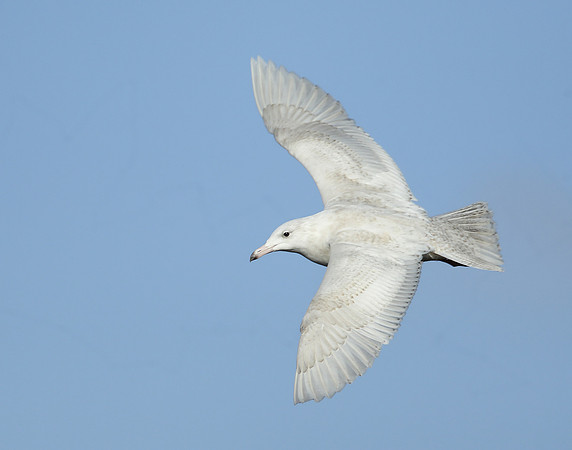 Glaucous Gull Larus hyperboreus