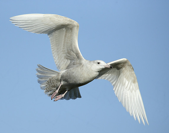 Glaucous Gull Larus hyperboreus