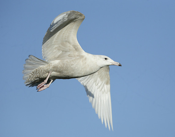 Glaucous Gull Larus hyperboreus