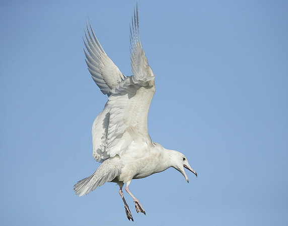 Glaucous Gull Larus hyperboreus
