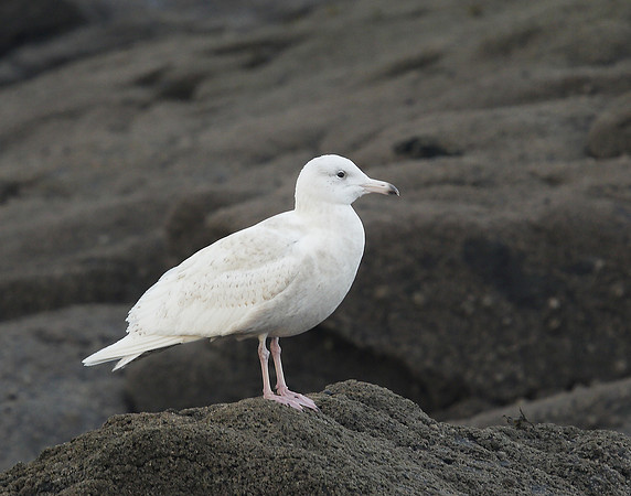 Glaucous Gull Larus hyperboreus