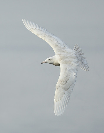 Glaucous Gull Larus hyperboreus