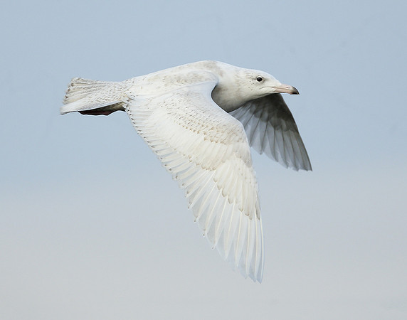 Glaucous Gull Larus hyperboreus