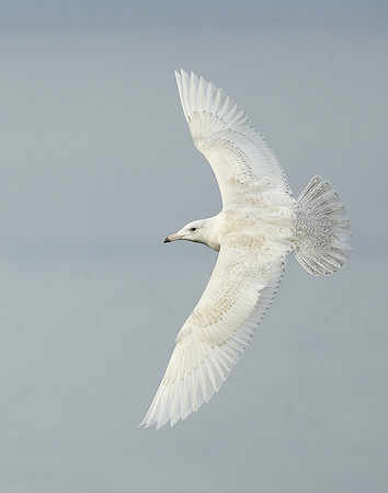 Glaucous Gull Larus hyperboreus