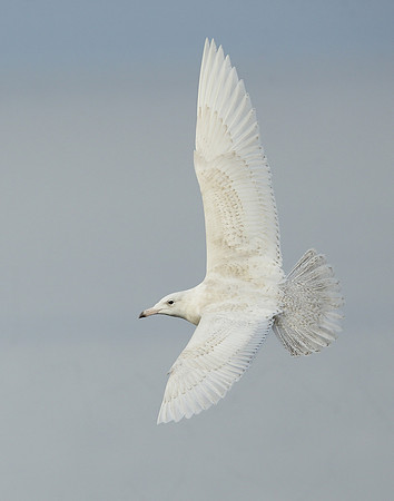 Glaucous Gull Larus hyperboreus