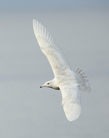 Glaucous Gull Larus hyperboreus