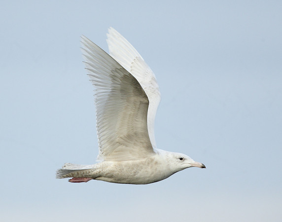 Glaucous Gull Larus hyperboreus