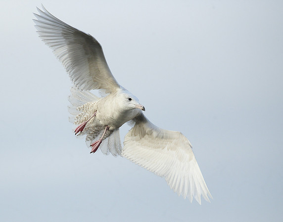 Glaucous Gull Larus hyperboreus