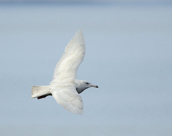 Glaucous Gull Larus hyperboreus