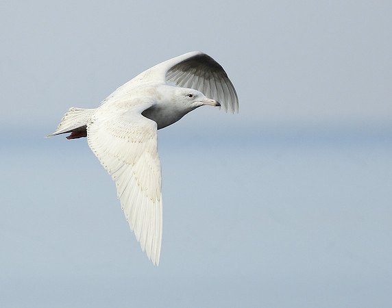 Glaucous Gull Larus hyperboreus