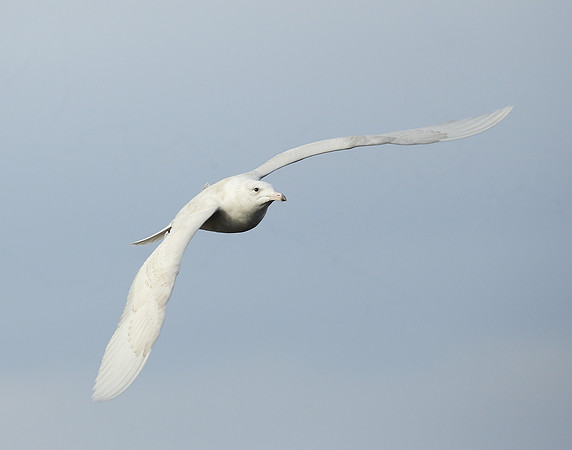 Glaucous Gull Larus hyperboreus