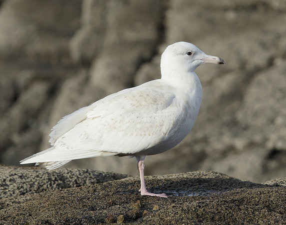 Glaucous Gull Larus hyperboreus