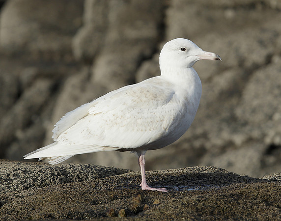 Glaucous Gull Larus hyperboreus