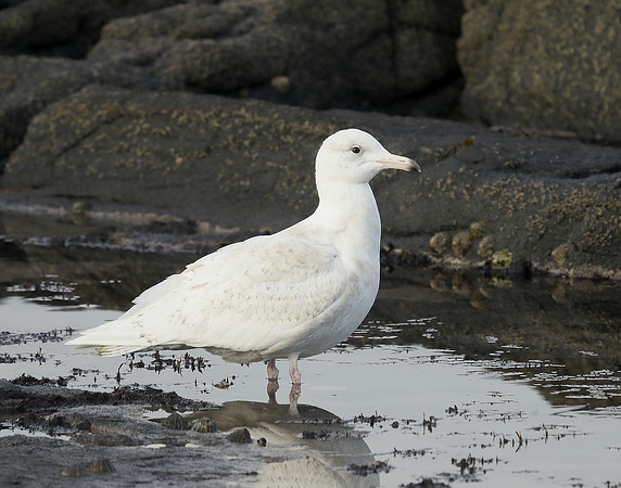 Glaucous Gull Larus hyperboreus
