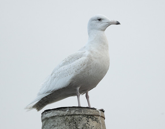 Glaucous Gull Larus hyperboreus