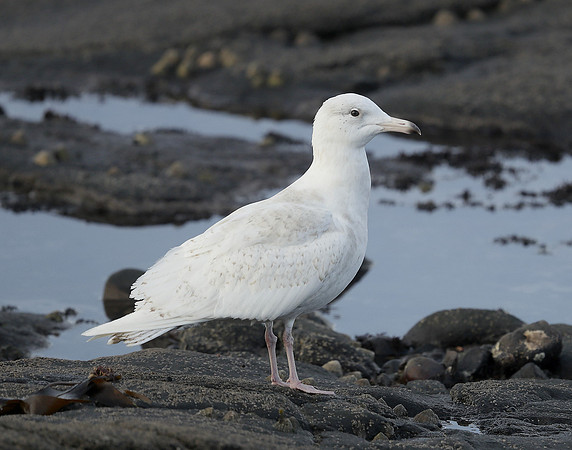Glaucous Gull Larus hyperboreus