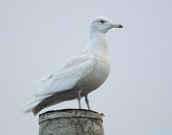 Glaucous Gull Larus hyperboreus