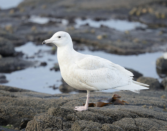 Glaucous Gull Larus hyperboreus