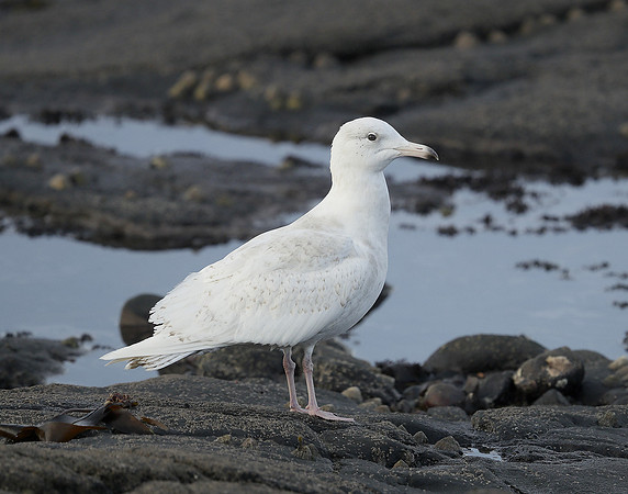 Glaucous Gull Larus hyperboreus