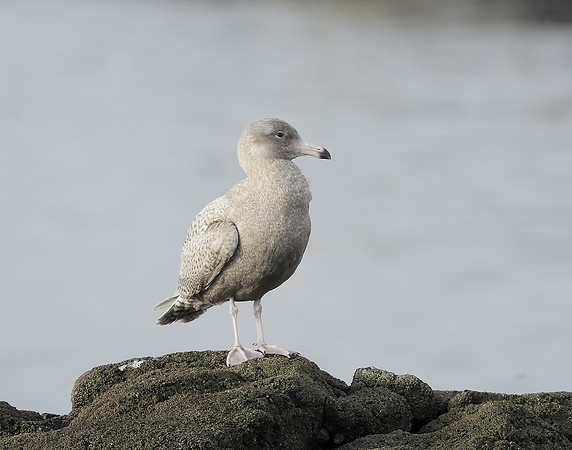 Glaucous Gull Larus hyperboreus