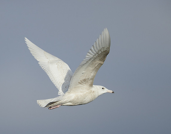 Glaucous Gull Larus hyperboreus