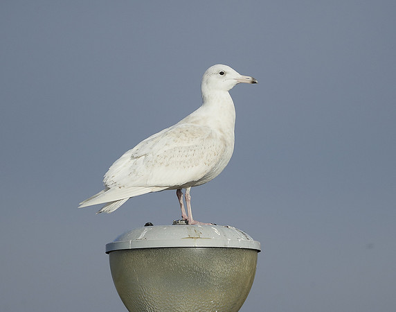 Glaucous Gull Larus hyperboreus