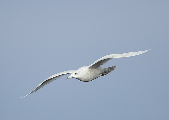 Glaucous Gull Larus hyperboreus